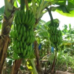 Apples... Just kidding: bananas